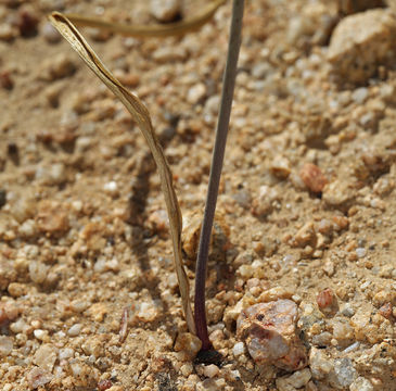 Image of common goldenstar