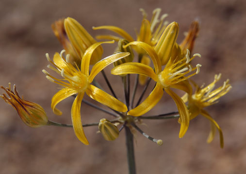 Image of common goldenstar