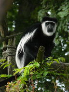 Colobus guereza Rüppell 1835 resmi