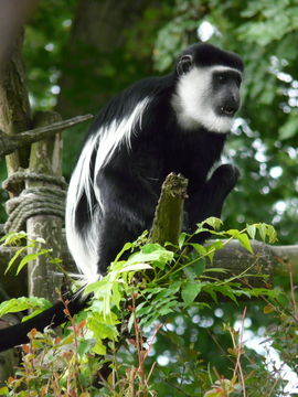 Image of Mantled Colobus