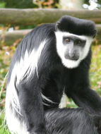 Colobus guereza Rüppell 1835 resmi