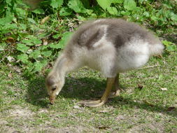 Image of Bar-headed Goose