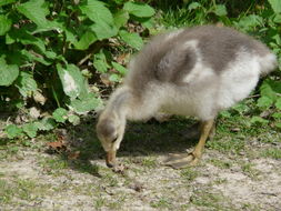 Image of Bar-headed Goose