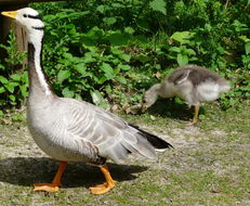 Image of Bar-headed Goose