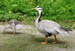 Image of Bar-headed Goose