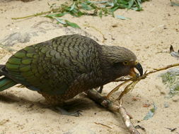 Image of Kea