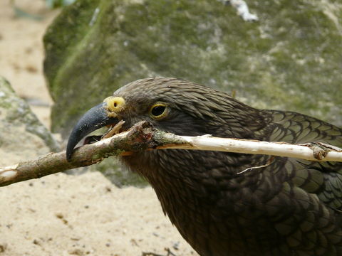 Image of Kea