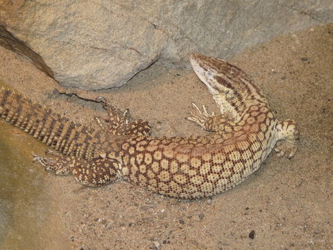 Image of ridge-tailed monitor