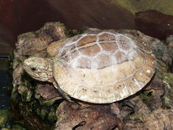 Image of Southern Viet Nam Box Turtle
