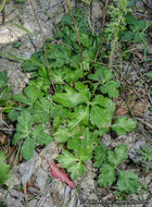 Image of Hoffmann's blacksnakeroot