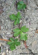 Image of Hoffmann's blacksnakeroot