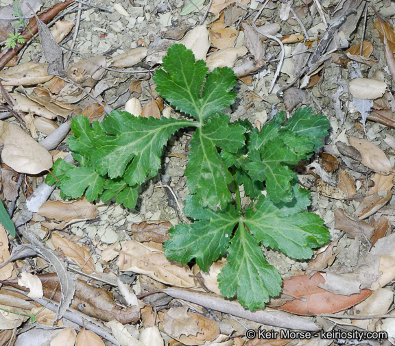 Image of Hoffmann's blacksnakeroot