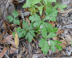 Image of Hoffmann's blacksnakeroot