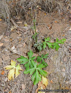 Image of Hoffmann's blacksnakeroot