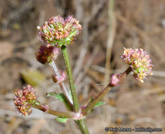 Image of Hoffmann's blacksnakeroot