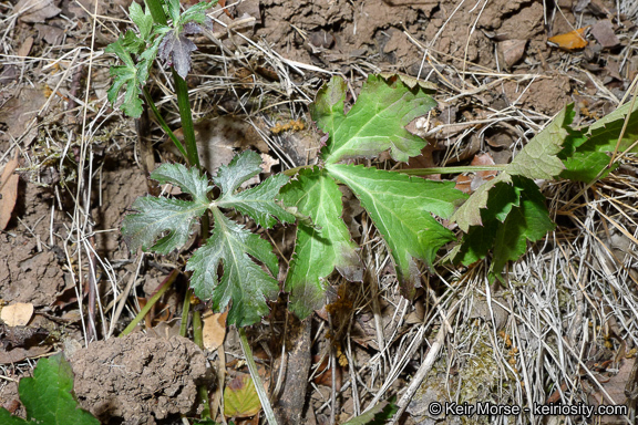 Image of Hoffmann's blacksnakeroot