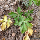 Image of Hoffmann's blacksnakeroot