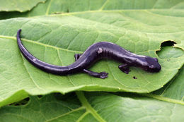 Imagem de Bolitoglossa macrinii (Lafrentz 1930)