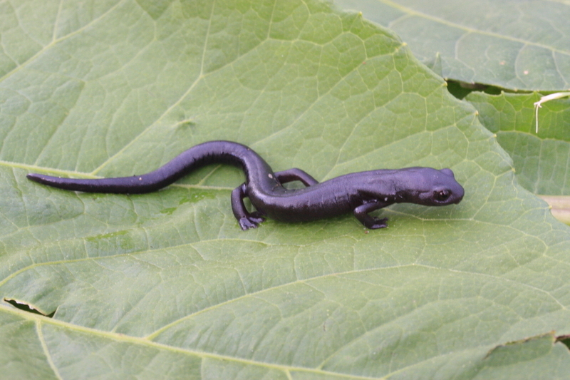 Imagem de Bolitoglossa macrinii (Lafrentz 1930)