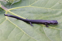 Imagem de Bolitoglossa macrinii (Lafrentz 1930)