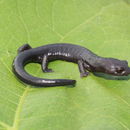 Image of Oaxacan Mushroomtongue Salamander