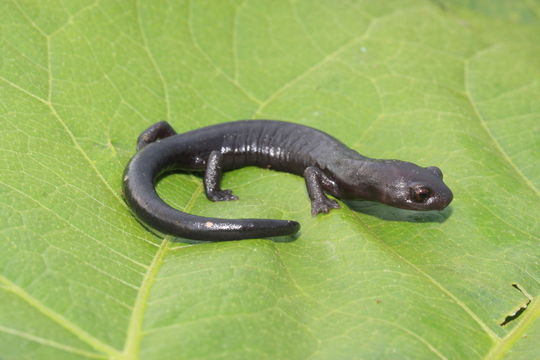 Image of Oaxacan Mushroomtongue Salamander