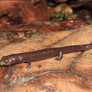Image of Rilett's climbing salamander