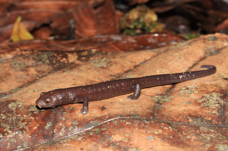 Image of Rilett's climbing salamander