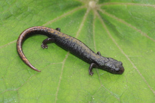 Image of Pseudoeurycea conanti Bogert 1967