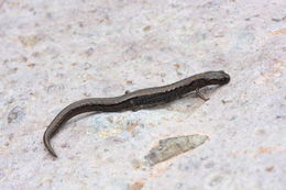 Image of MacDougal's Pygmy Salamander