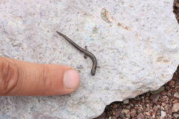 Image of MacDougal's Pygmy Salamander