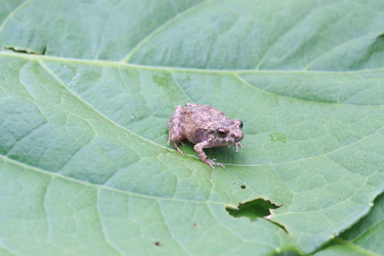 Image of Pygmy Free-fingered Frog