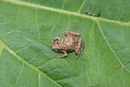 Image of Pygmy Free-fingered Frog