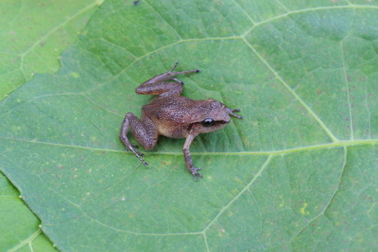 Image of Central American Rain Frog