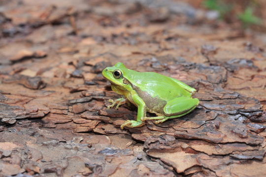 Image of <i>Hyla euphorbiacea</i>