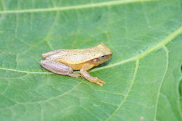 Image of Dwarf Mexican Treefrog