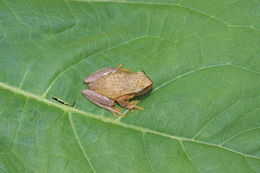 Image of Dwarf Mexican Treefrog