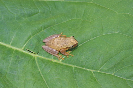 Plancia ëd Tlalocohyla smithii (Boulenger 1902)