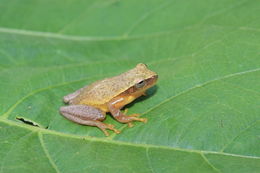 Image of Dwarf Mexican Treefrog