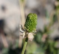 صورة Ranunculus eschscholtzii var. oxynotus (Gray) Jeps.