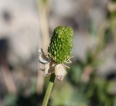 Image of Eschscholtz's buttercup