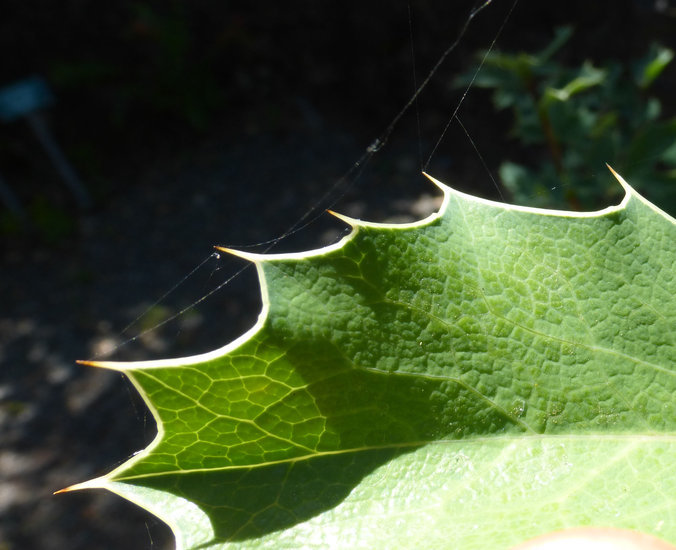 Image of <i>Berberis aquifolium</i> var. <i>dictyota</i>