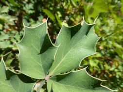 Image of <i>Berberis aquifolium</i> var. <i>dictyota</i>