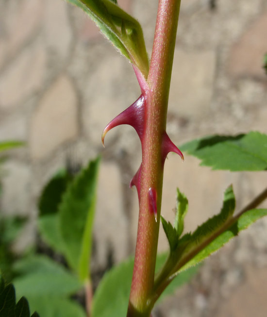 Image of California wildrose