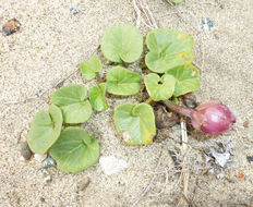 Plancia ëd Calystegia soldanella (L.) R. Br.