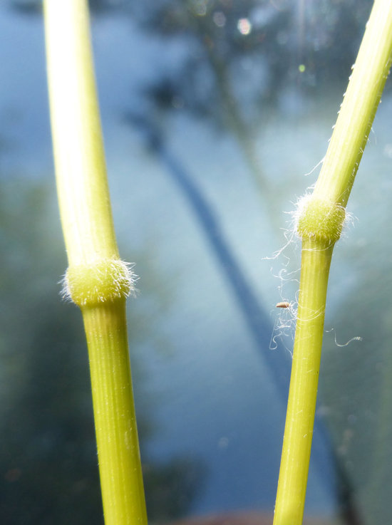 Image of Cut-grass