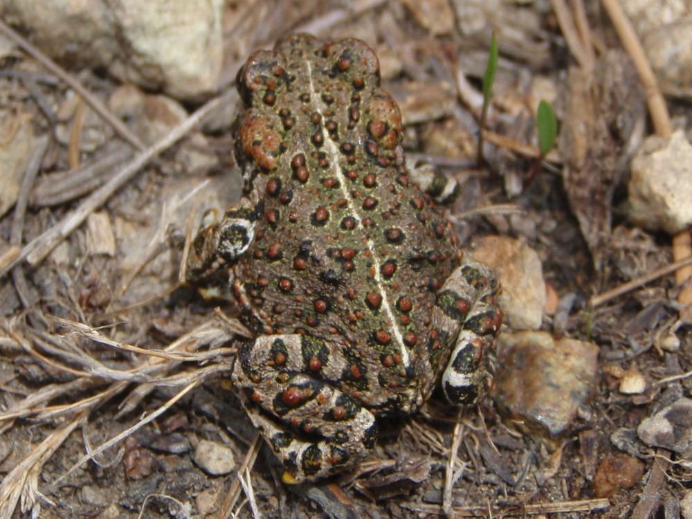 Image of <i>Anaxyrus <i>boreas</i></i> boreas