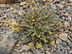 Image de Ivesia gordonii var. ursinorum (Jeps.) Ertter & Reveal