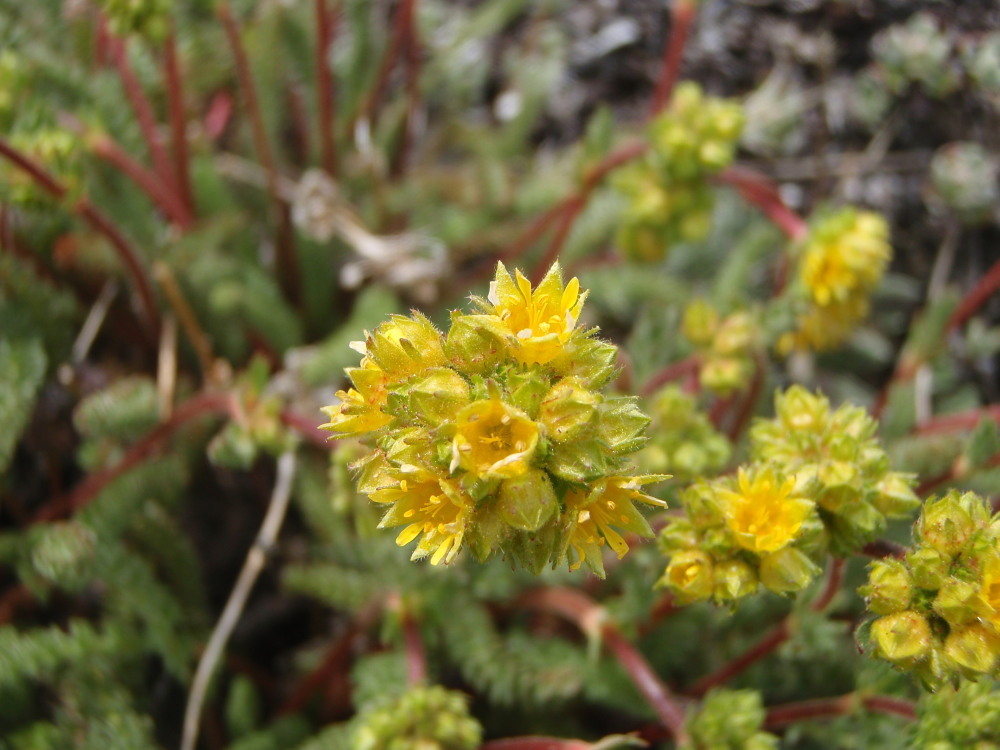 Image de Ivesia gordonii var. ursinorum (Jeps.) Ertter & Reveal