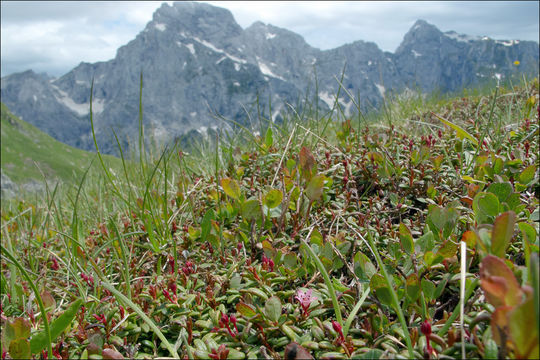 Image of creeping azalea